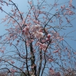 萬福寺の桜2