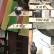 六角堂の鳩