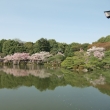 平安神宮神苑2桜