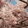 平安神宮神苑3桜