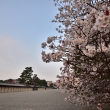 京都御所朔平門と桜