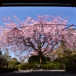 退蔵院の枝垂れ桜