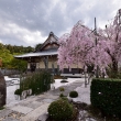 圓光寺の桜吹雪