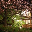 祇園白川　夜桜