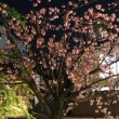 祇園白川　夜桜3