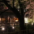 祇園白川　夜桜4