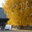 西本願寺の大きなイチョウ
