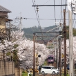 嵐電線路沿いの桜