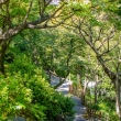 東福寺の洗玉澗で、空をも覆う楓の緑を見る