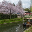 伏見の濠川沿いの桜と十石舟