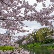 伏見の濠川と桜