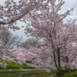 伏見の濠川沿いの桜