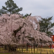 上賀茂神社の御所桜と鳥居