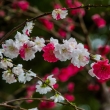 上賀茂神社の源平枝垂れ桃