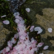 上賀茂神社の散り桜