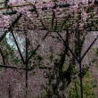 上賀茂神社の斎王桜、木組みの下から