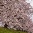 背割堤の桜並木、全景