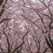 背割堤の遊歩道は桜のトンネルに