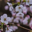 背割堤の桜の花