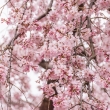 京都御苑の桜をアップで