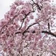 京都御苑の桜、その３
