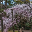 京都御苑の桜、その１０