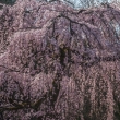 京都御苑の桜、その１６