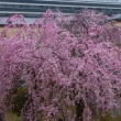 京都府庁旧本館中庭の紅八重枝垂桜