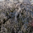 京都御苑の桜、光り輝く桜
