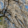 京都御苑の桜、桜の滝
