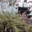 桜の雲間に浮かぶ五重塔