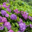 雨の善峯寺、紫の紫陽花群