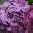 雨の善峯寺、赤紫の紫陽花