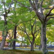 東福寺　天に伸びる枝葉