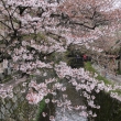 桜咲く哲学の道　①