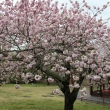 醍醐寺の桜　①