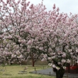醍醐寺の桜　②