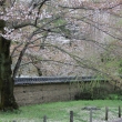 醍醐寺の桜　⑦
