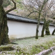 醍醐寺の桜　⑧