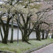 醍醐寺の桜　⑨