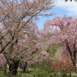 京都府立植物園　⑯