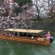 桜　琵琶湖疏水　十石舟めぐり