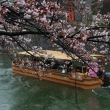 琵琶湖疏水 桜 十石舟めぐり