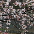 琵琶湖疏水沿いに咲く桜