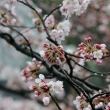 琵琶湖疏水沿いに咲く桜2