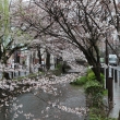 木屋町通り高瀬川と桜　⑧