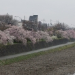 鴨川左岸の桜　①