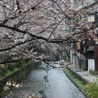 木屋町通り　高瀬川と桜