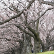 背割桜4