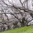 背割桜5